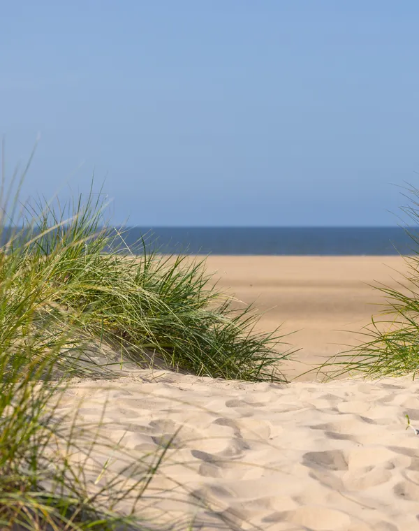 Marram grass on a sand dune, the beach and a strip of blue sea beyond.
