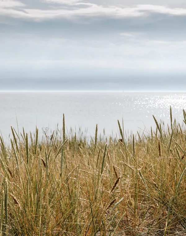 Tall dry reeds in the foreground and pale water under a wide grey sky.