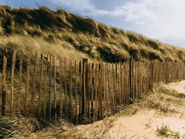 A weathered wooden fence along grassy dunes.