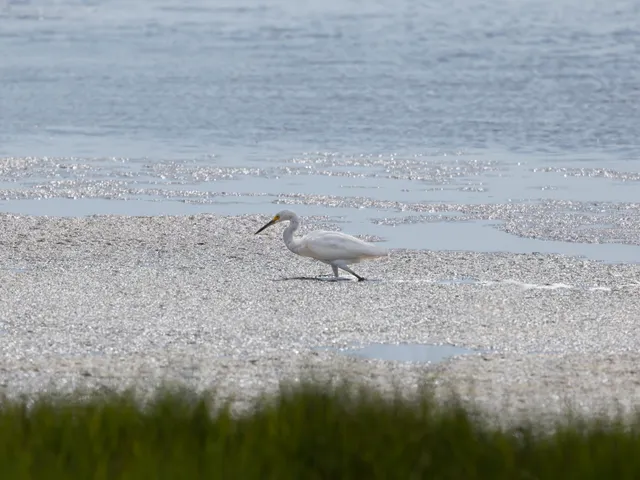 An egret wading the shallows on a pale tidal flat.